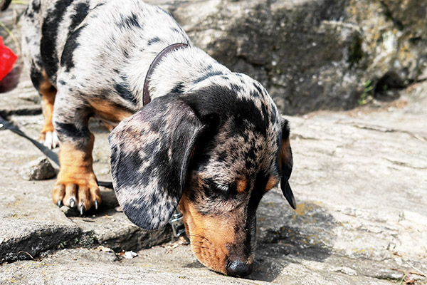 Urlaub mit Hund im Schwarzwald