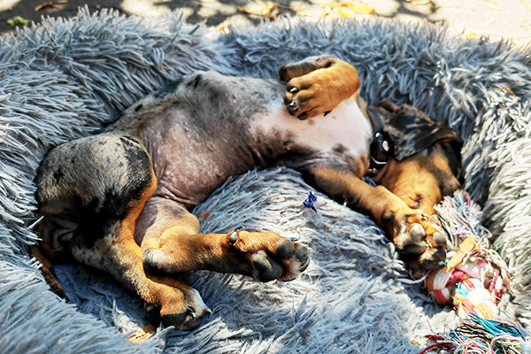 Urlaub mit Hund im Schwarzwald