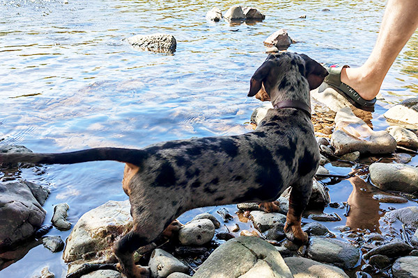 Urlaub mit Hund im Schwarzwald
