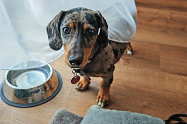 Urlaub mit Hund im Schwarzwald