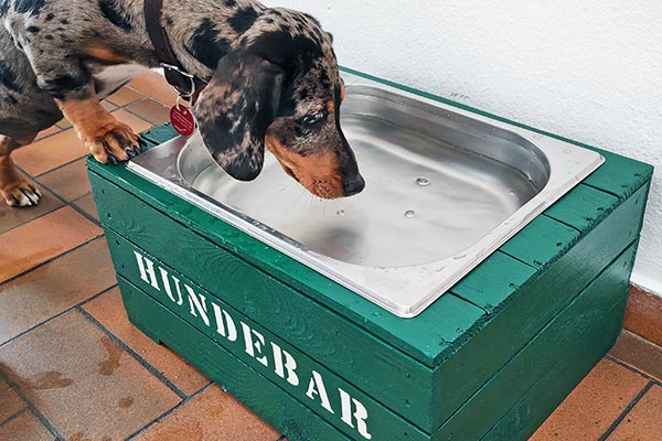 Urlaub mit Hund im Schwarzwald