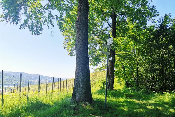 Traumhafte Wanderwege rund um Waldkirch